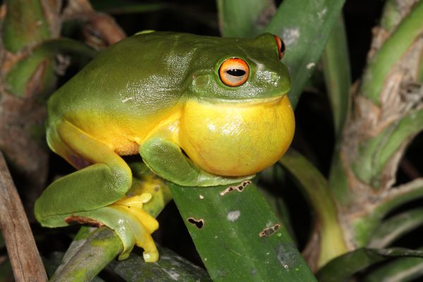 Litoria chloris