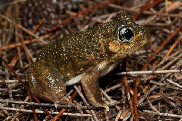 Neobatrachus pelobatoides