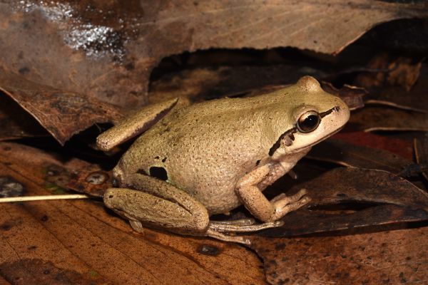 Litoria verreauxii