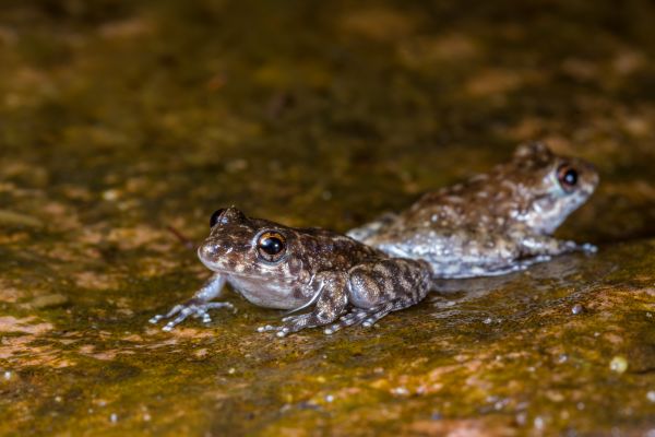 Litoria meiriana
