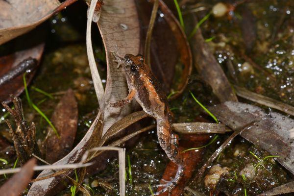 Crinia deserticola