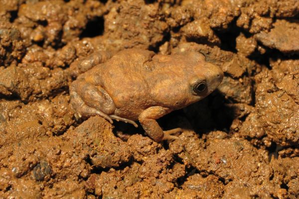 Uperoleia stridera