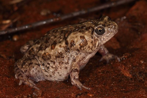 Uperoleia lithomoda