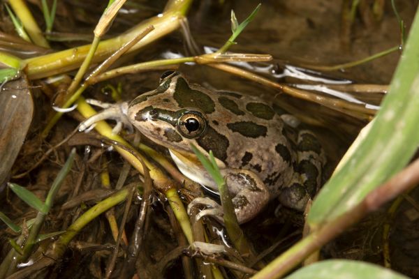 Limnodynastes tasmaniensis