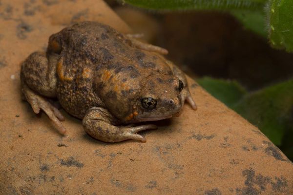 Uperoleia saxatilis