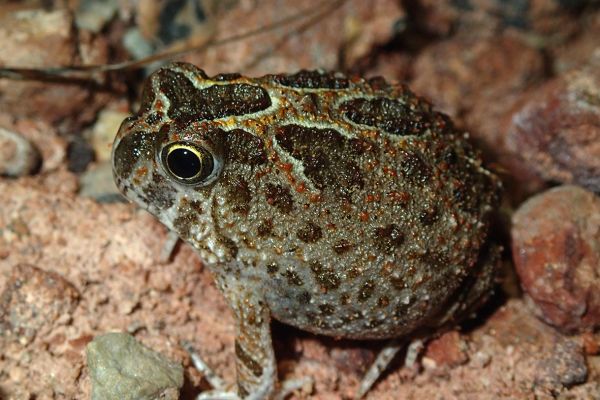 Notaden melanoscaphus