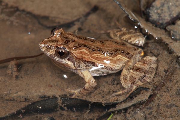 Crinia signifera