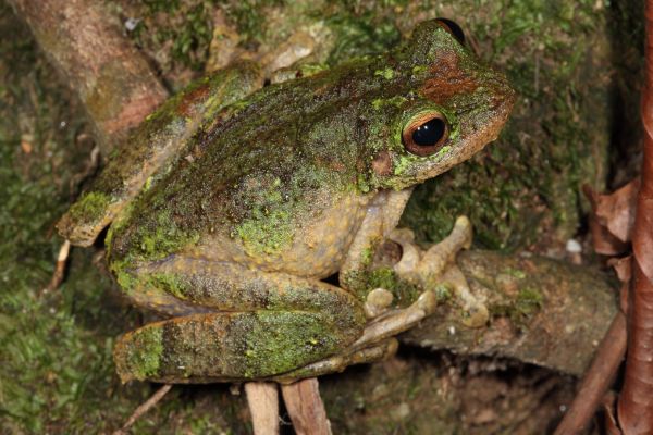 Litoria serrata