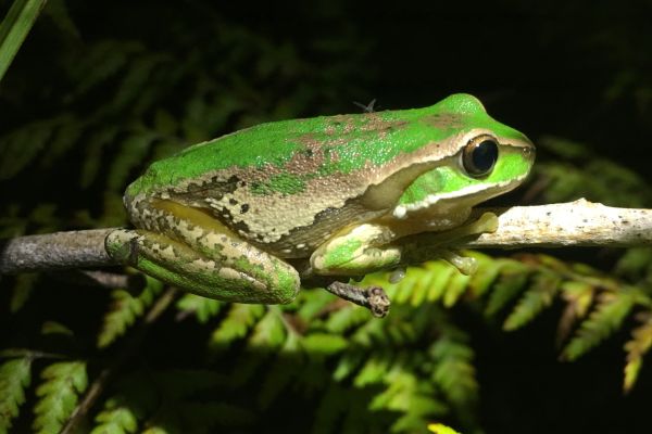 Litoria subglandulosa