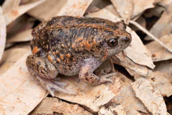 Uperoleia saxatilis