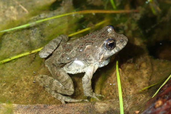 Crinia pseudinsignifera