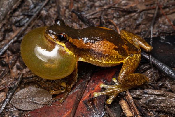 Litoria quiritatus