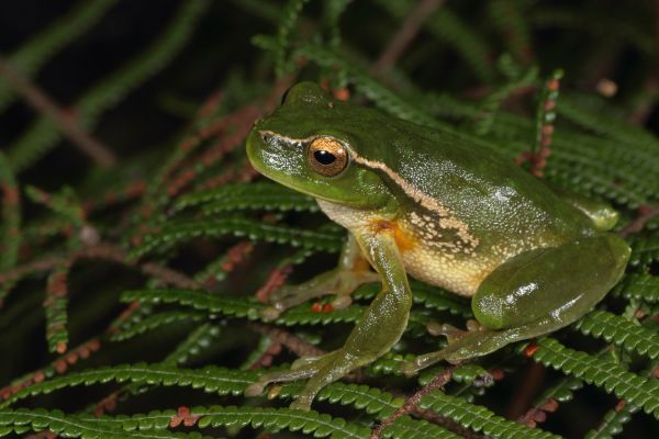 Litoria nudidigitus