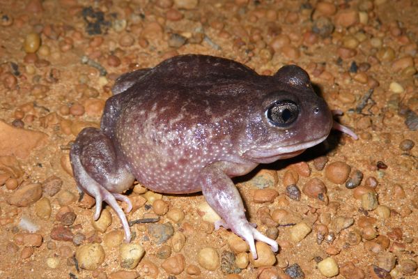 Heleioporus inornatus