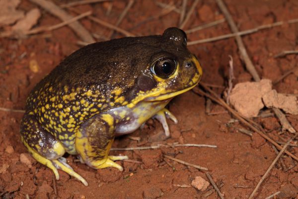 Heleioporus barycragus