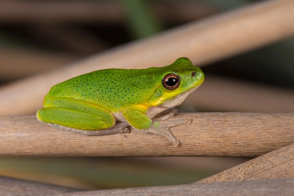 Litoria cooloolensis