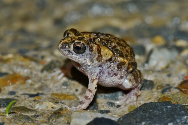 Uperoleia mimula