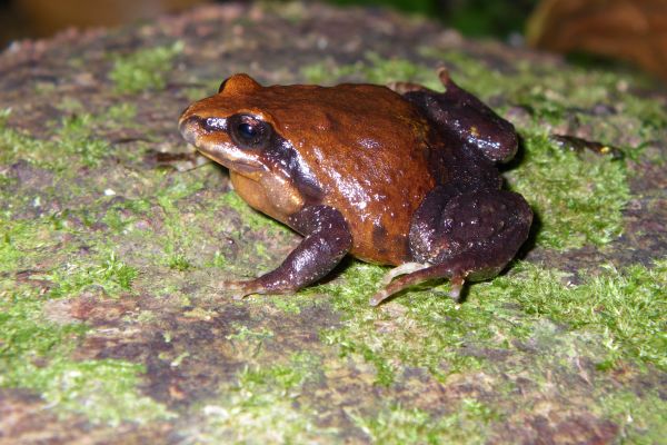 Philoria richmondensis