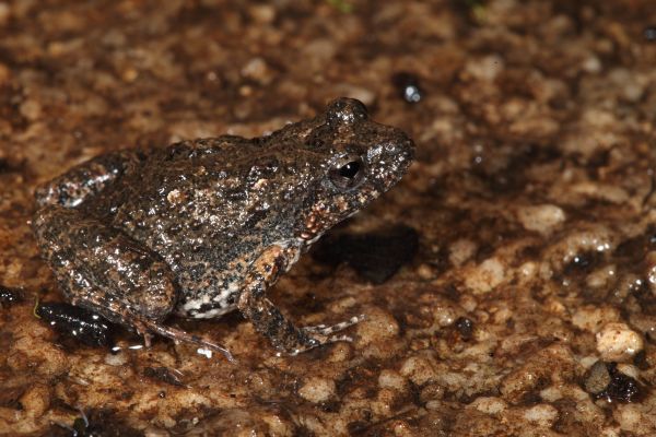 Crinia pseudinsignifera