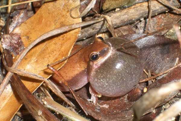 Litoria pyrina