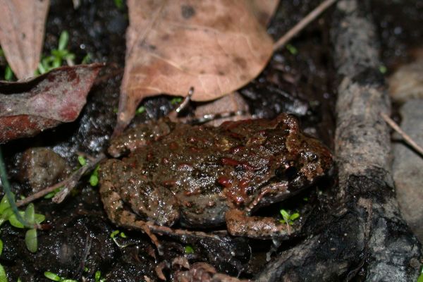 Adelotus brevis