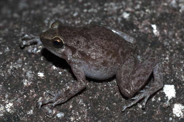 Cophixalus kulakula