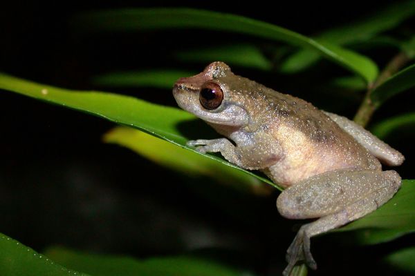 Litoria rheocola