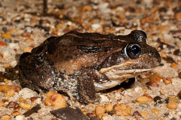 Limnodynastes dorsalis