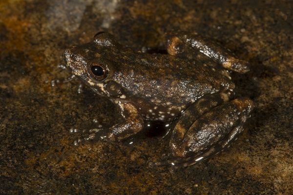 Litoria meiriana