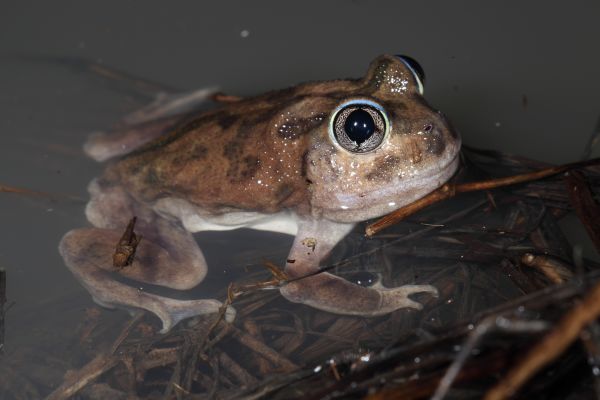 Neobatrachus kunapalari