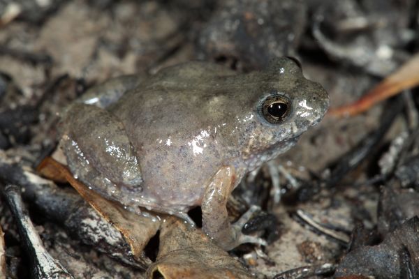 Crinia subinsignifera