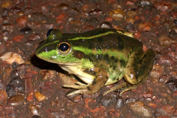 Litoria dahlii