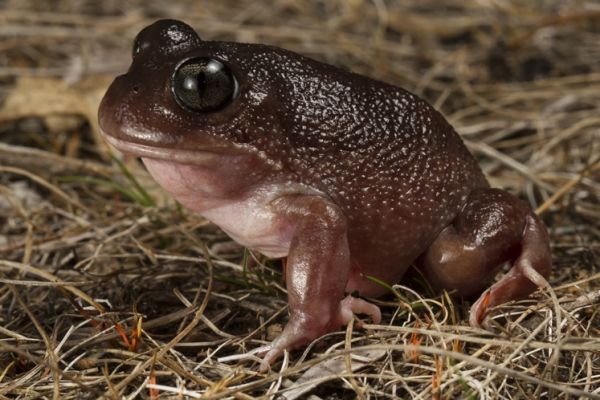 Heleioporus inornatus