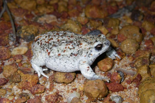 Arenophryne xiphorhyncha