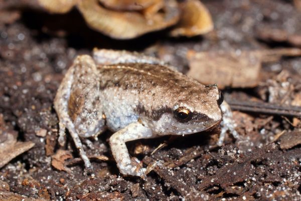 Austrochaperina gracilipes