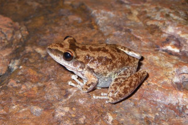 Litoria staccato