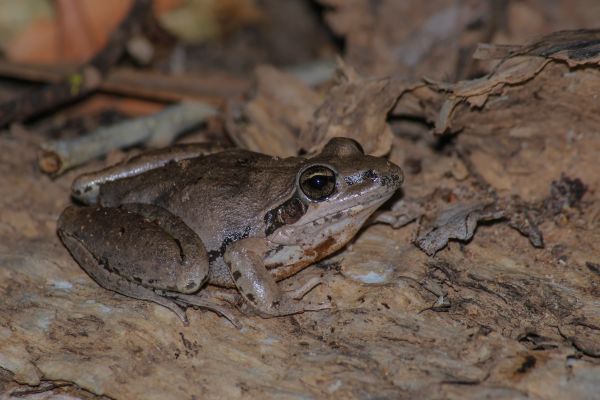 Litoria pallida