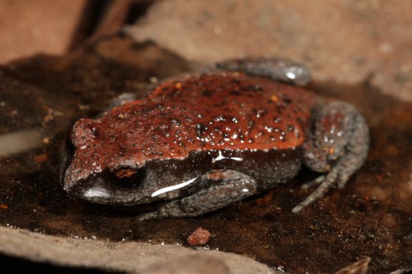 Pseudophryne raveni