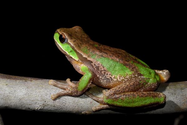 Litoria daviesae