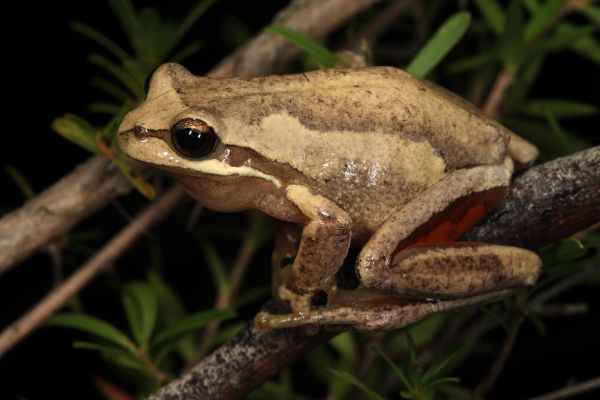 Litoria ewingii