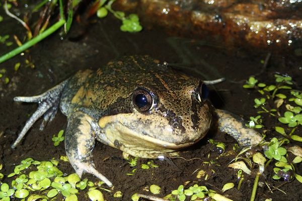 Limnodynastes dumerilii