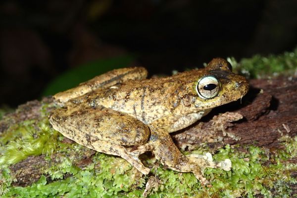 Litoria serrata