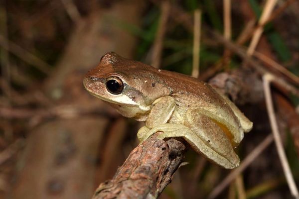 Litoria ewingii