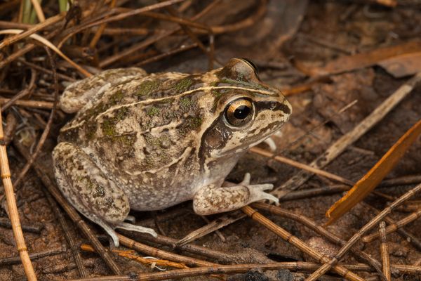 Cyclorana verrucosa