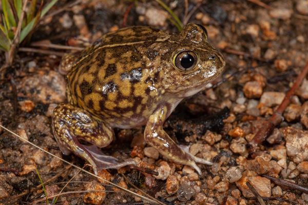 Neobatrachus sudellae