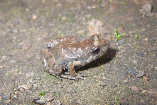 Crinia riparia
