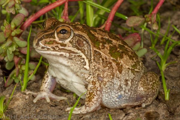Cyclorana verrucosa
