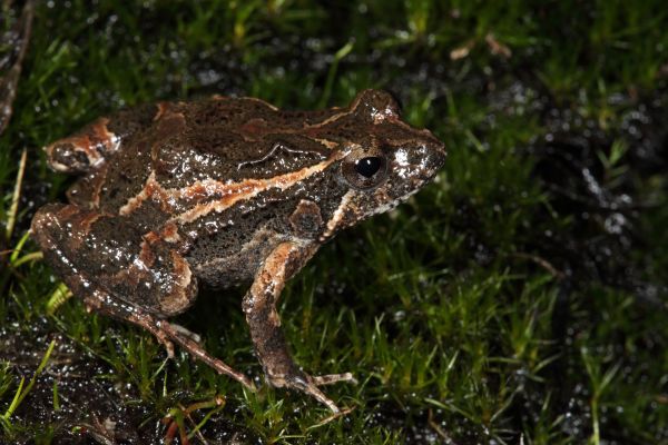 Crinia pseudinsignifera