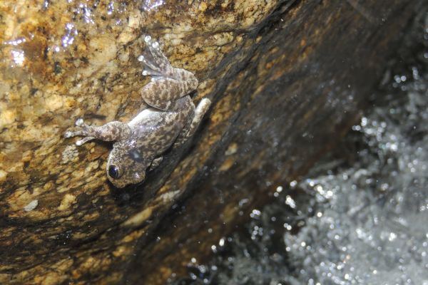 Litoria lorica