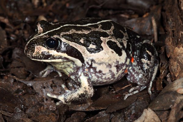 Limnodynastes dorsalis